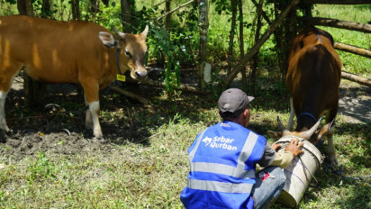 Mitra Peternak Binaan Human Initiative Siapkan Hewan Qurban Sesuai Syariat