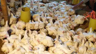 PT Charoen Pokphand Indonesia Tbk (CPI) melakukan penyerapan ayam pedaging dari peternak mandiri di Kabupaten Sragen, Jawa Tengah.