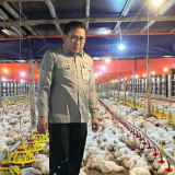 Harga Ayam Hidup Akhirnya Terbang Lagi! Kementan Ungkap Resep Rahasia Jaga Pasokan dan Lindungi Peternak