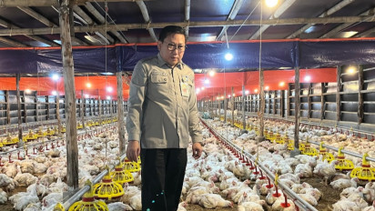 Kementan Perkuat Pengawasan dan Distribusi, Harga Ayam Hidup Mulai Naik