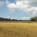 BMKG Prediksi Musim Kemarau Datang Lebih Awal, Puncaknya di Agustus