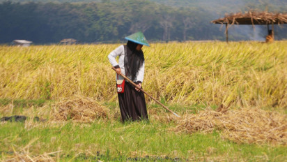 Kerjasama Bulog - Pupuk Indonesia: Gabah Dibeli Rp 6.500, Petani Langsung Beli Pupuk Sesuai HET