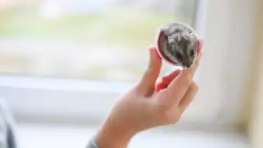 Ilustrasi seekor hewan dipelihara di rumah