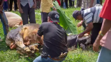 Ilustrasi tukang sembelih mengeksekusi hewan kurban