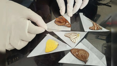 Barantin Fasilitasi Ekspor Ribuan Opsetan Kupu-Kupu Sultra ke AS dan Belanda