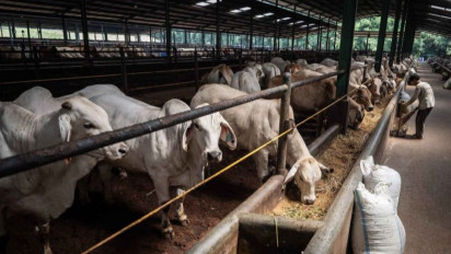 Jelang Idul Adha 2025, Pemprov DKI Jakarta Pesan 500 Sapi Australia
