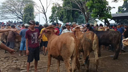 Jelang Idul Adha, Harga Sapi di Probolinggo Naik hingga 40 Persen