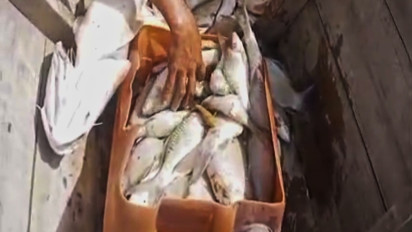 Diduga Sungai Tercemar Limbah Kelapa Sawit, Ribuan Ikan di Sungai Batu-batu Subulussalam Mati