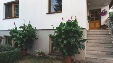 Ilustrasi tanaman di halaman rumah