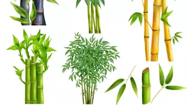 Ilustrasi lucky bamboo atau bambu hoki