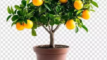 Ilustrasi tanaman jeruk keprok