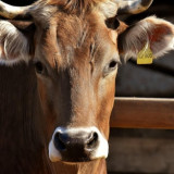 Ingat! Bagi yang Ingin Qurban pada Hari Raya Idul Adha, Hindari Larangan ini Hingga saat Pemotongan Hewan