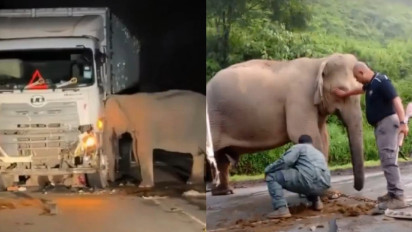 Viral Induk Gajah Ratapi Anaknya Mati Tertabrak Truk, Berdiri Tak Bergeming Semalaman