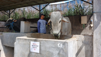 Sapi 893 Kg dari Kediri Jadi Hewan Kurban Presiden Prabowo di Iduladha 2025