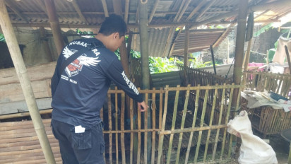 Waspada Aksi Pencurian Ternak Mulai Marak Jelang Iduladha, Kali Ini Menimpa Warga Kulon Progo