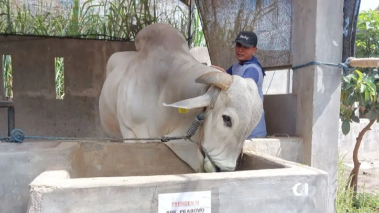Dua Sapi Peranakan Ongole Milik Warga Bantul Lolos sebagai Hewan Kurban Presiden Prabowo
            - galeri foto