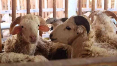 Utang Belum Lunas tapi Mau Berkurban, Memangnya Boleh? Ternyata Buya Yahya Jawab Tegas Kalau…