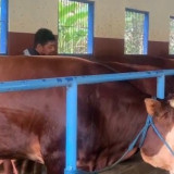 Kisah Masrukhi Peternak Sapi Sukses dari Nol, Bisa Jadi inspirasi dan Ditiru