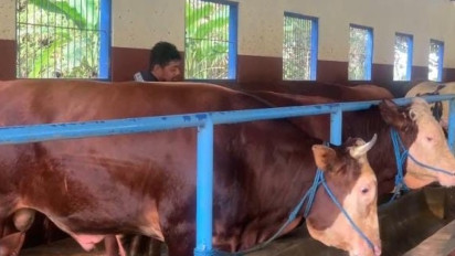 Kisah Masrukhi Peternak Sapi Sukses dari Nol, Bisa Jadi inspirasi dan Ditiru