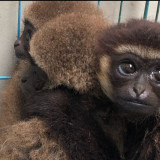 Owa Satwa Dilindungi yang Hidup Monogami, Terancam Perdagangan Ilegal