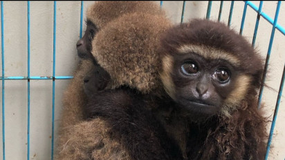 Owa Satwa Dilindungi yang Hidup Monogami, Terancam Perdagangan Ilegal