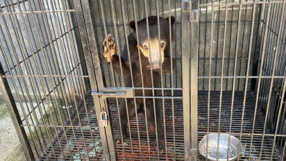 Gegara Pelihara Beruang Madu, Binturong Hingga Owa di Rumah, Pria Asal Kulon Progo Dibekuk Polisi