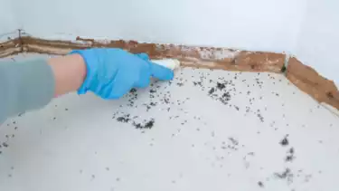 Ilustrasi membunuh hewan semut