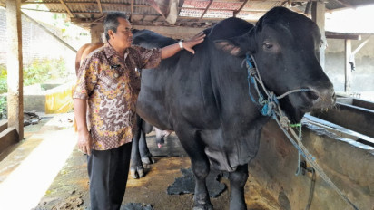 Sapi Angus Berbobot 1,2 Ton di Sragen Dipesan Presiden Prabowo Subianto untuk Berkurban