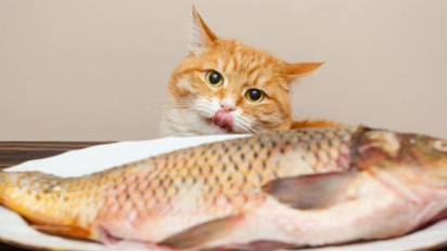 Ulama ini Ungkap Hukum Membunuh Hewan yang Tidak Diharamkan dalam Islam namun Suka Ganggu, Sebenarnya Boleh Gak Sih?