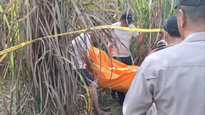 Diduga Dibunuh, Wanita Hamil Ditemukan Tewas di Perkebunan Tebu PTPN 7 Cinta Manis