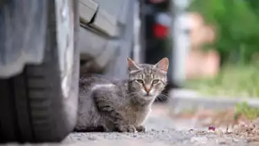 Ilustrasi kucing di bawah mobil