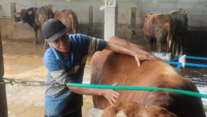 Biar Tetap Sehat dan Bebas PMK, Sapi Qurban di Masjid Agung Semarang Diberi Layanan Terapi Pijat