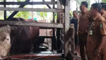 Hewan sapi kurban di Kota Dumai, Provinsi Riau dari bantuan Presiden Prabowo Subianto