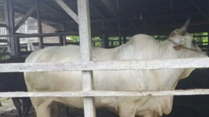 Sapi Peranakan Ongole Jadi Hewan Kurban Presiden Prabowo di Padang Pariaman, Beratnya Nyaris Satu Ton