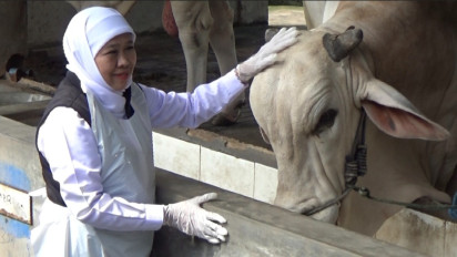 Jelang Idul Adha, Gubernur Khofifah Pastikan Hewan Kurban di Jatim Bebas PMK dan Antraks
