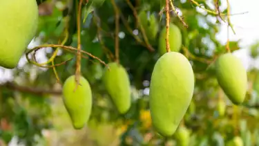 Ilustrasi buah mangga pohon