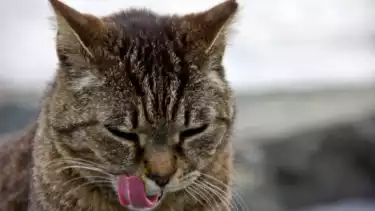 Ilustrasi hewan kucing