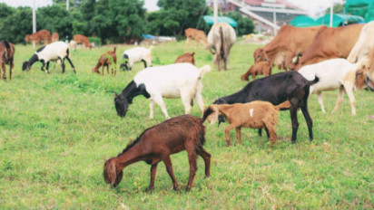 Niat Aqiqah Digabung Kurban Sekalian Memangnya Boleh? Buya Yahya Tegaskan Hukumnya...