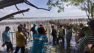 Penanaman seribu mangrove yang dilakukan masyarakat pesisir Cirebon atas inisiasi IESR dan GEN-B.