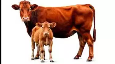 Bolehkah Berkurban saat Idul Adha untuk Orang Tua yang Sudah Meninggal Dunia?