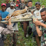 Pembukaan Lahan Ilegal Picu Konflik Satwa dan Manusia di Lampung Barat