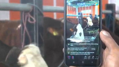 Peternak Lumajang Sukses Pasarkan Sapi Kurban Jumbo melalui Media Sosial
