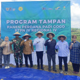 RSI dan PTPN IV PalmCo Panen Perdana Padi Gogo di Jambi