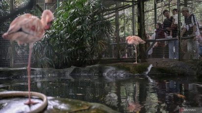 Libur Panjang Akhir Mei 2025, Ragunan Prediksi Bakal Dipadati 100.000 Wisatawan