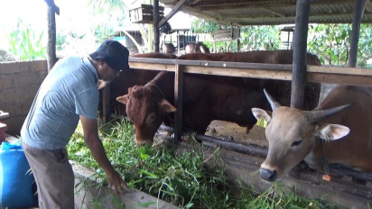 Penjualan Sapi Kurban di Tanjungpinang Menurun Jelang Idul Adha, Peternak Keluhkan Sepinya Permintaan
