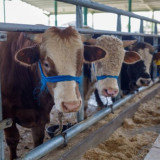 5 Amalan Sunnah yang Harus Diketahui Ketika Mau Kurban