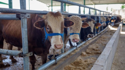 5 Amalan Sunnah yang Harus Diketahui Ketika Mau Kurban