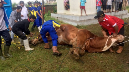 Doa Potong Hewan Kurban yang Benar, Lengkap dengan Artinya