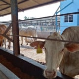 Memang Boleh Sudah Nazar Kurban Memakan Daging Hewan Kurbannya Sendiri? Buya Yahya Jelaskan Hukumnya