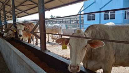 Memang Boleh Sudah Nazar Kurban Memakan Daging Hewan Kurbannya Sendiri? Buya Yahya Jelaskan Hukumnya